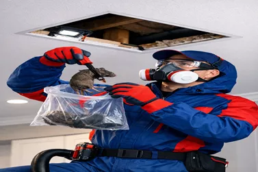 Ceiling Dead Animal Removal Clayton
