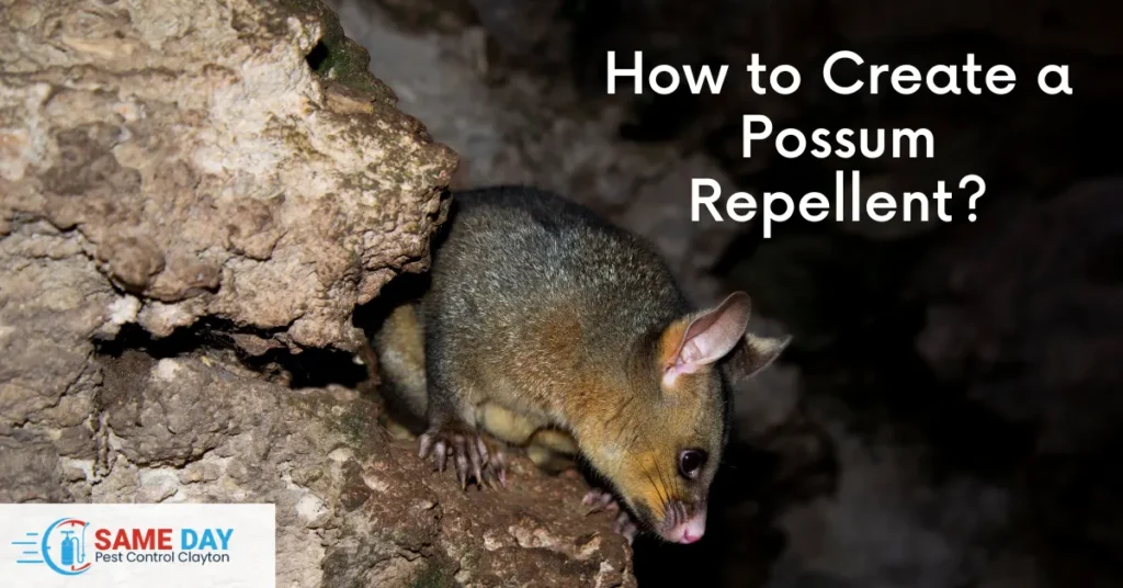 Possum Removal Clayton