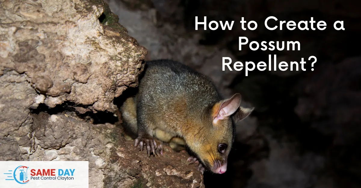 Possum Removal Clayton